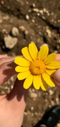 This phone live wallpaper showcases a stunning land art-inspired image of a person holding a bright yellow daisy