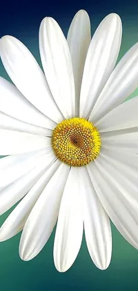 This live wallpaper for your phone showcases a stunning white chamomile flower on a vibrant blue background in photorealistic quality