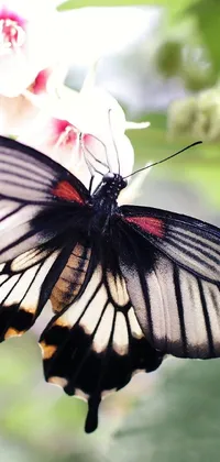 This custom live phone wallpaper features a stunning close-up of a butterfly resting delicately on an exquisite flower