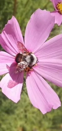 This phone live wallpaper features a bee on a pink flower amidst buzzing bees near a hive, with a view of the cosmos in the background