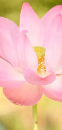 This smartphone live wallpaper showcases a stunning, close-up shot of a pink flower standing tall on a lotus, rendered in sublime detail by a skilled artist