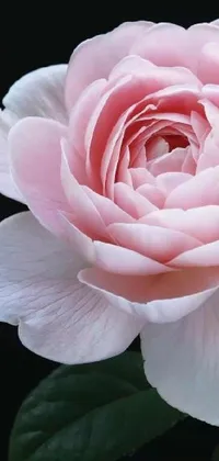 Transform your phone with this stunning live wallpaper featuring a hyperrealistic pink rose against a black background