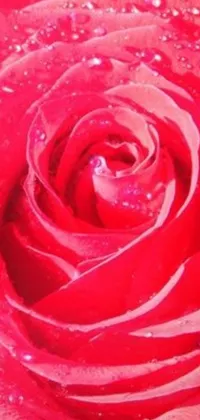 This phone live wallpaper showcases a stunning red rose with water droplets against a pink and red backdrop