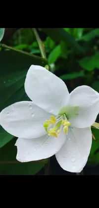 Experience the beauty of nature in the palm of your hand with this white flower live wallpaper