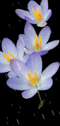 Flower Plant Petal Live Wallpaper