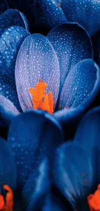 This stunning wallpaper showcases a close-up of beautiful blue flowers with a highly detailed, saturated appearance set against a contrasting orange background
