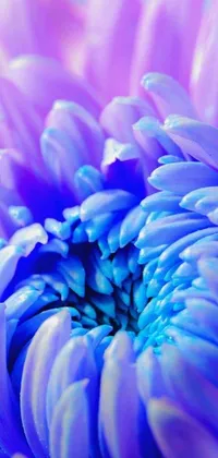 Get lost in the stunning beauty of this phone live wallpaper featuring a close up of a purple and blue flower