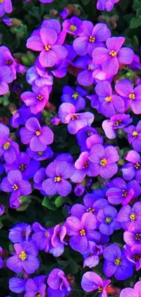 This phone live wallpaper showcases a close-up view of purple flowers that features vibrant and rich ultraviolet colors