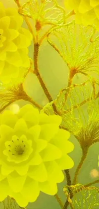 Looking for a phone live wallpaper that is both elegant and stunning? Look no further than this digital rendering of a close-up group of bright yellow flowers