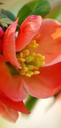 Looking for a captivating live wallpaper for your phone? Look no further than this stunning macro photograph of a red and orange apple blossom by Anna Haifisch