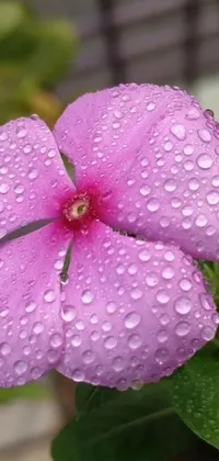 This phone live wallpaper features a beautiful pink flower with water droplets, changing colors for different seasons
