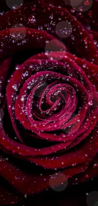 Rose 🌹 💐  Live Wallpaper