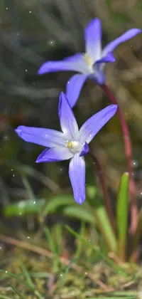 Flower Plant Petal Live Wallpaper