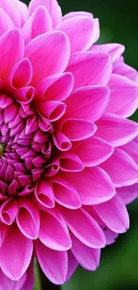 Flower Plant Petal Live Wallpaper