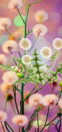This phone live wallpaper features a beautiful digital rendering of delicate white flowers on a pastel flowery background