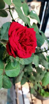 This phone live wallpaper showcases the beauty of a red rose in a clear vase set against a dark background