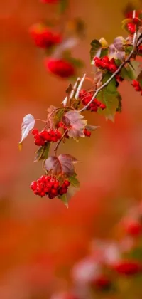 This live phone wallpaper presents a stunning image of a tree adorned with a bunch of ripe and juicy red berries