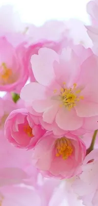 This phone live wallpaper features a stunning close-up of beautiful pink flowers