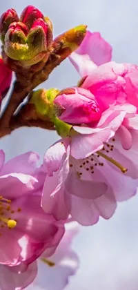 Looking for a romantic live wallpaper to infuse your phone with the delicate beauty of spring? Look no further than this pink flower close-up
