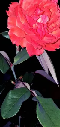 This stunning live wallpaper features a red rose with vivid green leaves set against a black background