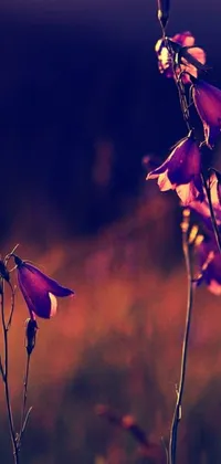 This live wallpaper for phones features exquisite purple flowers placed atop a dense green field