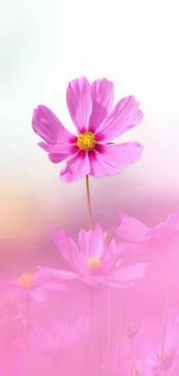 This phone live wallpaper showcases a closely captured image of a pink flower amidst a vast field