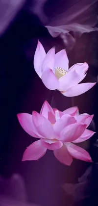 This phone live wallpaper features two graceful pink flowers sitting on a lotus with a tranquil background of a blue sky with fluffy clouds