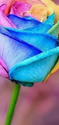 This phone live wallpaper depicts a colorful rose on a stem