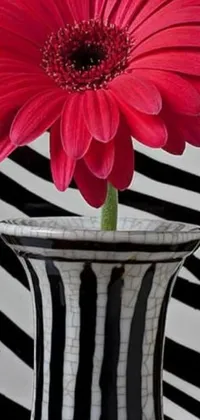 Get lost in the simple beauty of this red flower live wallpaper for your phone