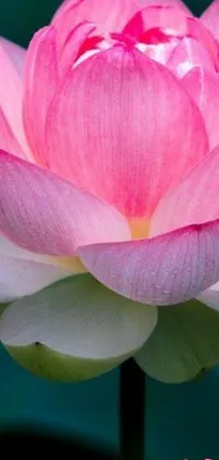 This live phone wallpaper features a stunning close-up view of a pink flower with a green background and a lotus below it