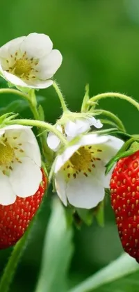 This phone live wallpaper showcases a close-up of juicy strawberries with colorful, edible flowers artfully woven around them, all in an art nouveau style