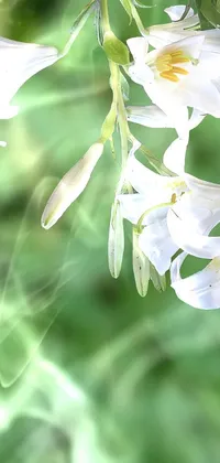 Flower Plant Petal Live Wallpaper