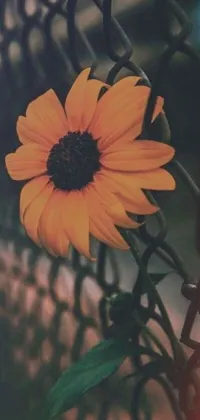 This live wallpaper captures the beauty of nature in a closeup of a blooming flower on a wooden fence