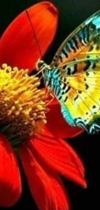 This vibrant phone live wallpaper features a stunning butterfly sitting on a red flower