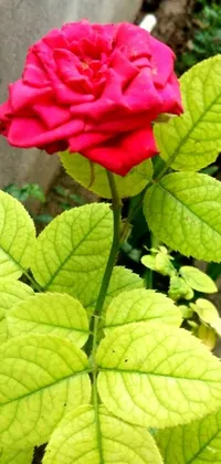 This live phone wallpaper displays a vivid red rose with green leaves in a right side composition