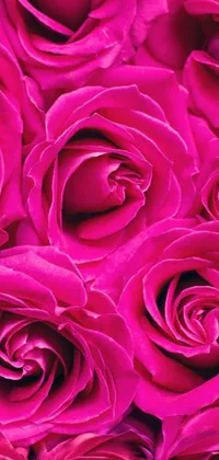 This stunning phone live wallpaper features a breathtaking close-up image of pink roses that is deeply detailed
