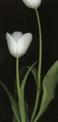 Enjoy a stunning live wallpaper on your phone with two white tulips against a black background
