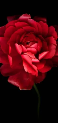 This live wallpaper brings the beauty of a red rose to your phone
