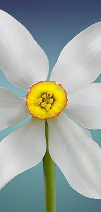 This live wallpaper showcases a stunning fine art piece featuring a white flower with yellow center