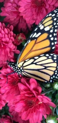 Bring a picturesque natural view into your mobile phone with this stunning live phone wallpaper! A colorful butterfly, perched on lovely flowers, adds to the peaceful environment of this wallpaper created by Mandy Jurgens