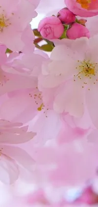 This phone live wallpaper showcases a close up of pink flowers in full bloom against the backdrop of a lush sakura tree