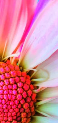 This phone live wallpaper features a close-up image of a pink and yellow daisy