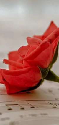 This stunning Phone Live Wallpaper features a realistic, red rose perched atop delicate sheet music