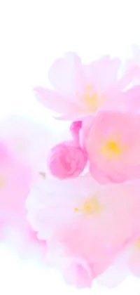 This pink flower phone live wallpaper is beautiful and serene, with delicate, detailed petals