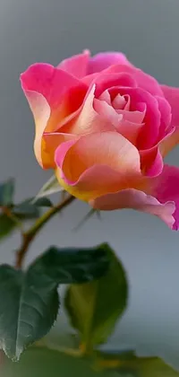 This phone live wallpaper features a stunning close up of a pink rose with green leaves