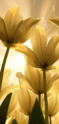 This live wallpaper for mobile features a serene field of white tulips bathed in warm sunshine against a blue sky
