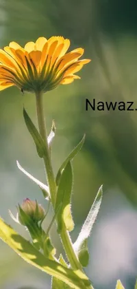 This phone live wallpaper features a vibrant yellow flower resting on top of a green plant background