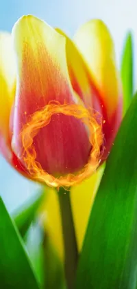This stunning phone live wallpaper features a yellow and red tulip in macro detail, capturing the essence of natural beauty