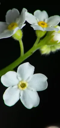 This live phone wallpaper showcases a stunning close-up of delicate white flowers in a macro photograph