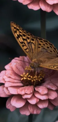 This phone live wallpaper features a butterfly perched on a pink flower, in a macro photograph
